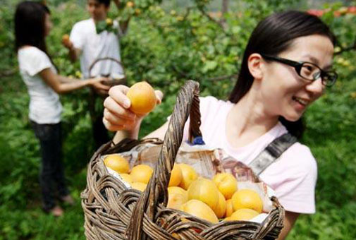 北京平谷北寨红杏采摘节持续至7月中