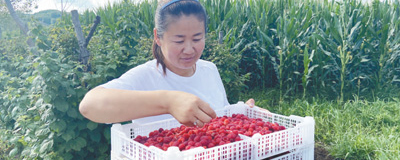 村裡有個樹莓經紀人當上農村經紀人以來，紀淑華已經發展了80多戶村民種植樹莓。﹝閱讀﹞