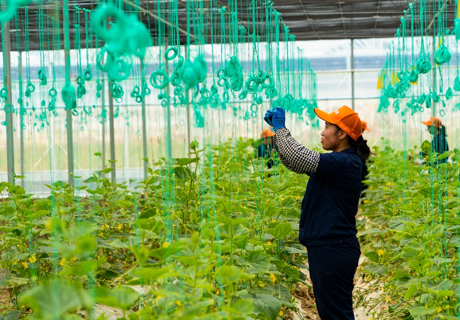 将乐县绿丰农业开发有限公司大棚蔬菜种植基地内，种植户正在挂绳。董观生摄